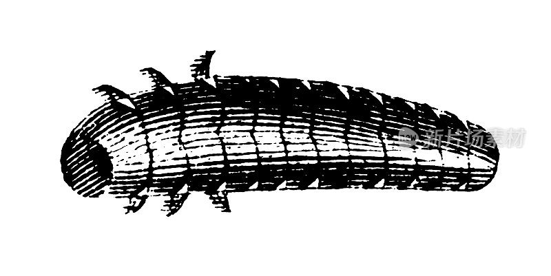 雌夜光鳗|古代科学插图